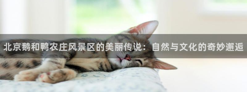 pg电子麻将胡胡了输