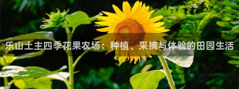 Kok里pg电子维护