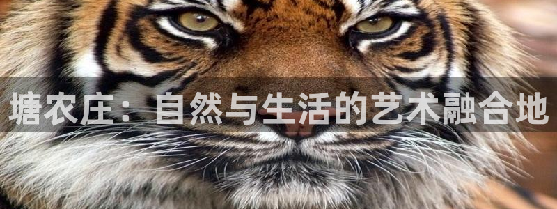 pg电子免费体验网址