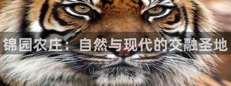 pg双喜临门电子视频